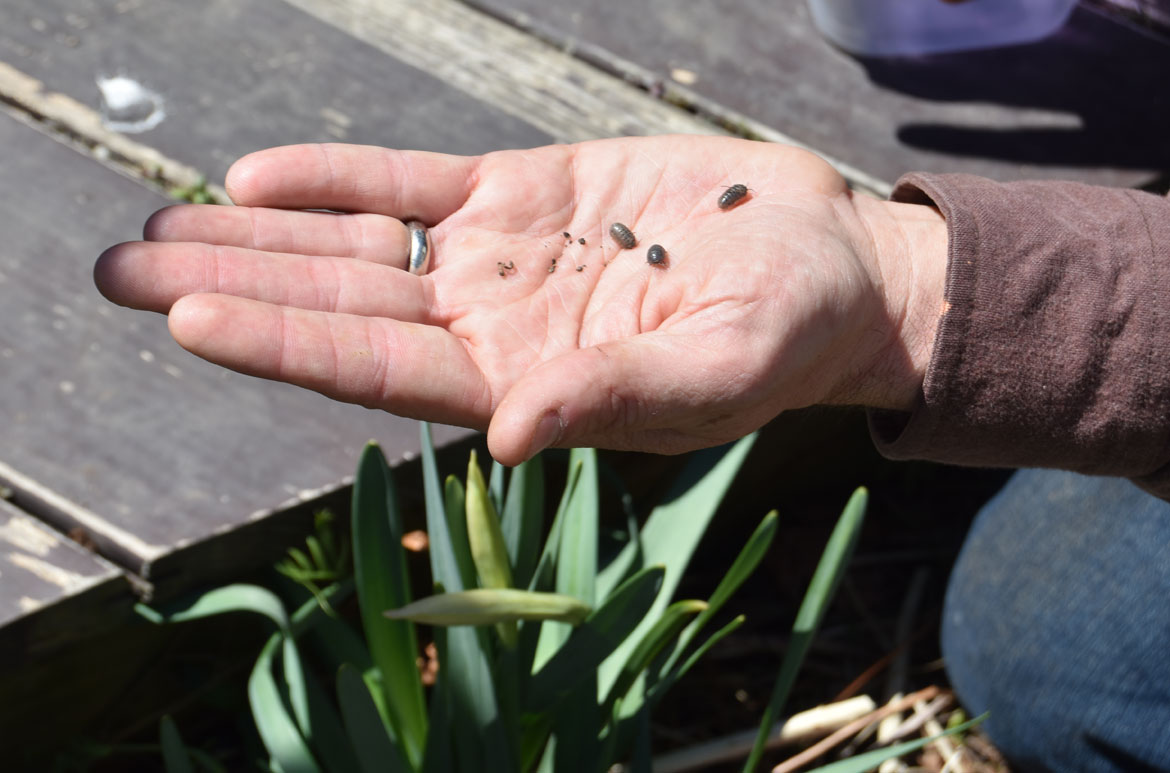 Jef C. Taylor found insects while leading a nature walk at the Starting Over Festival, Somerville, April 22, 2018. (Greg Cook)
