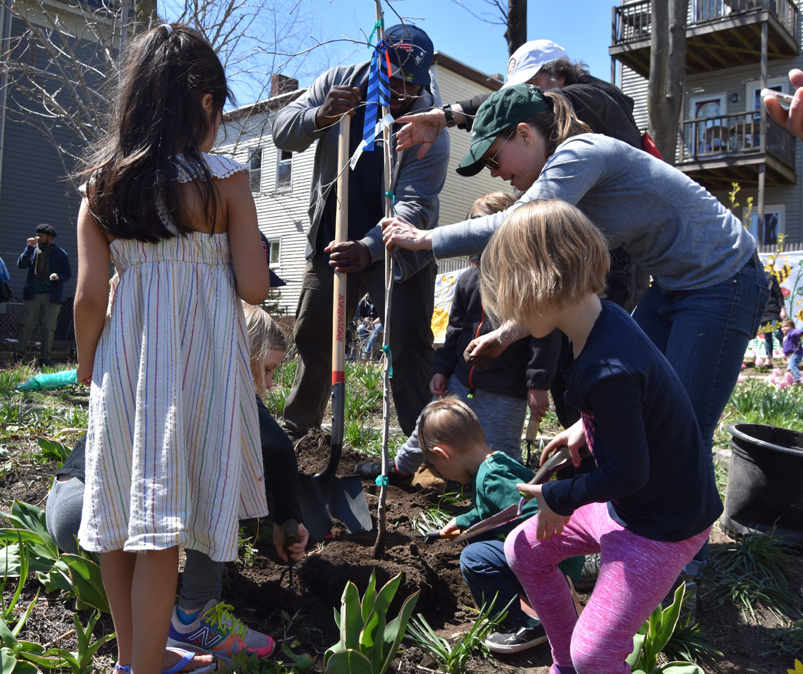 Planting a tree at the Starting Over Festival, Somerville, April 22, 2018. (Greg Cook)