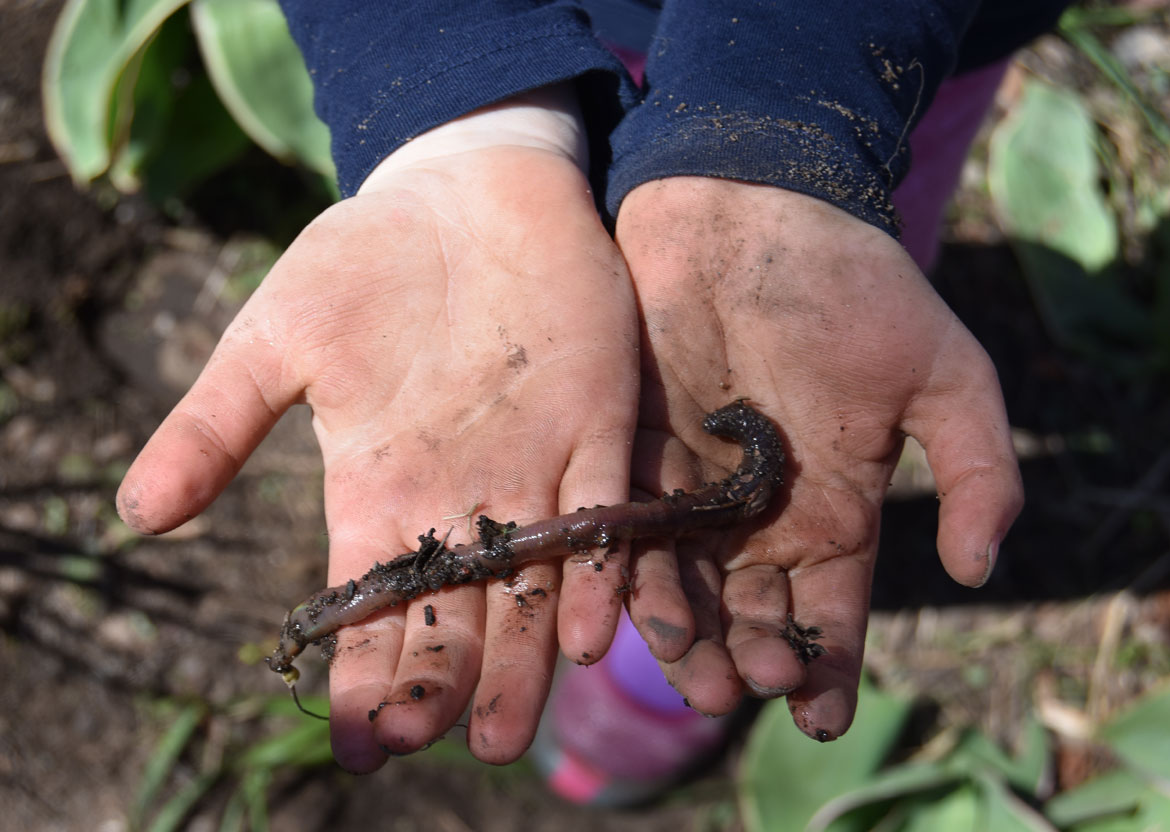 Worm found while planting a tree during the Starting Over Festival, Somerville, April 22, 2018. (Greg Cook)