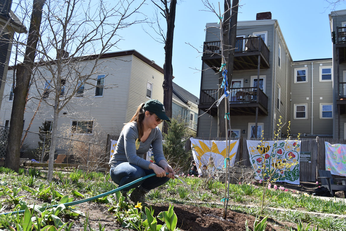 City of Somerville Urban Forestry and Landscape Planner Vanessa Boukili waters a newly planted tree at the end of the Starting Over Festival, Somerville, April 22, 2018. (Greg Cook)