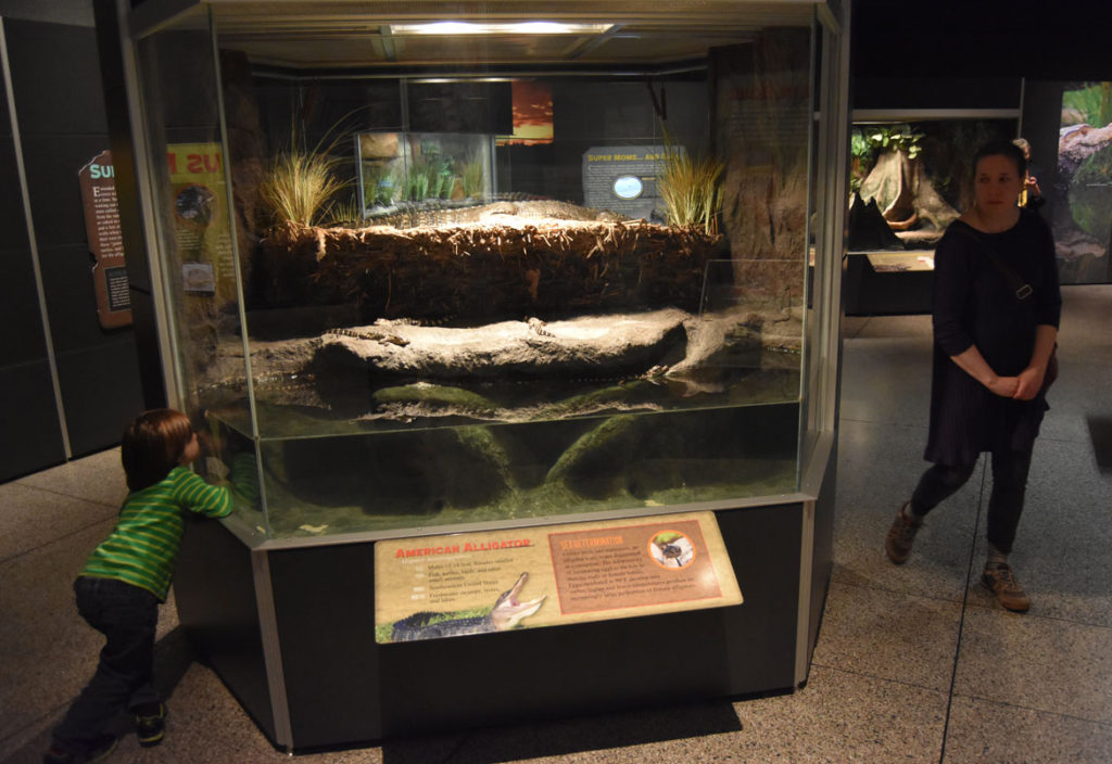 “Crocs” at Boston’s Museum of Science. (Greg Cook)