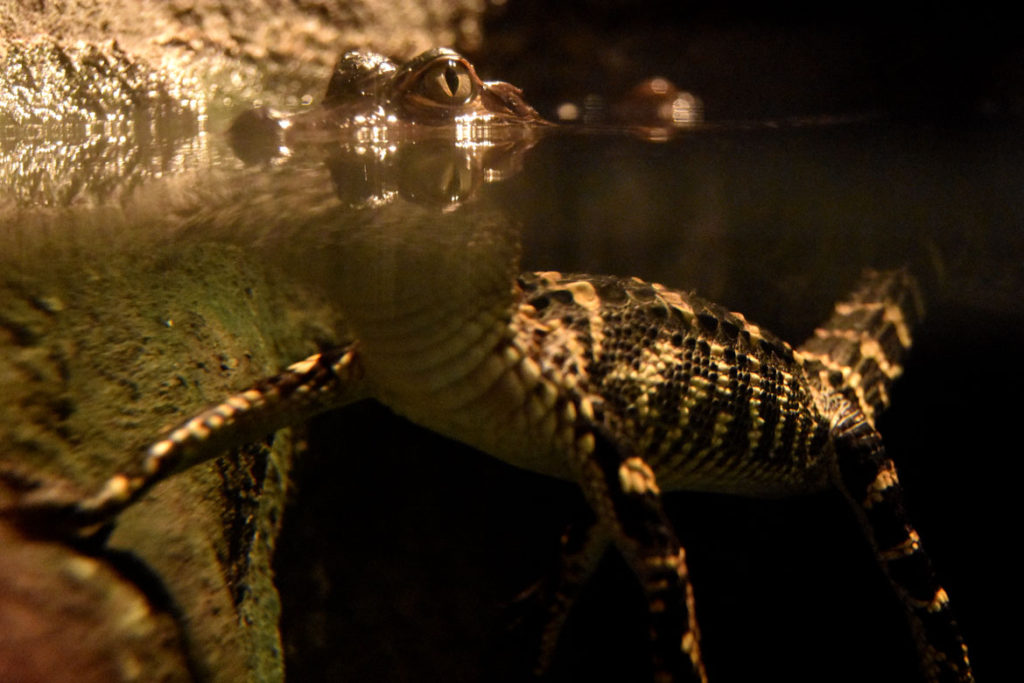 A young American alligator in “Crocs” at Boston’s Museum of Science. (Greg Cook)