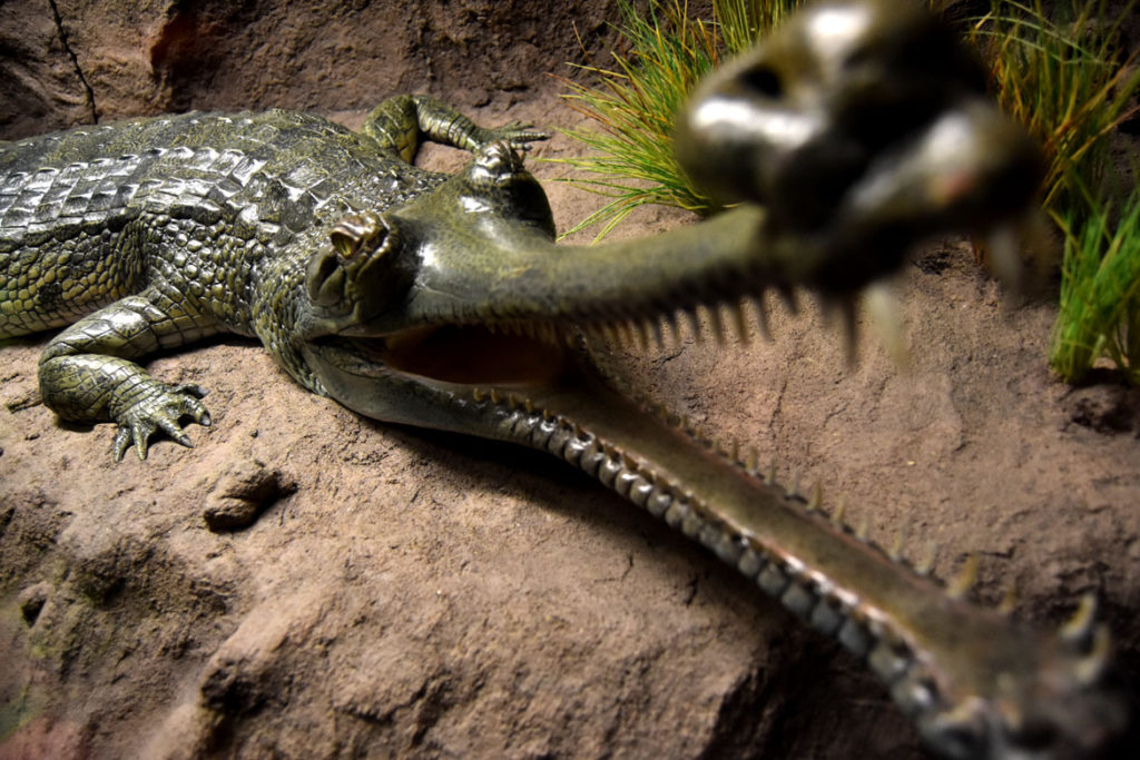 Model of an Indian gharial in “Crocs” at Boston’s Museum of Science. (Greg Cook)