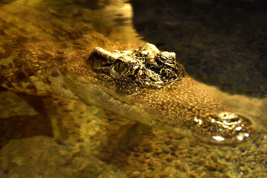 Siamese crocodile in “Crocs” at Boston’s Museum of Science. (Greg Cook)
