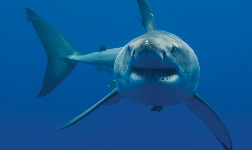 Sharks! Talk at Harvard Museum of Natural History,. (Courtesy)