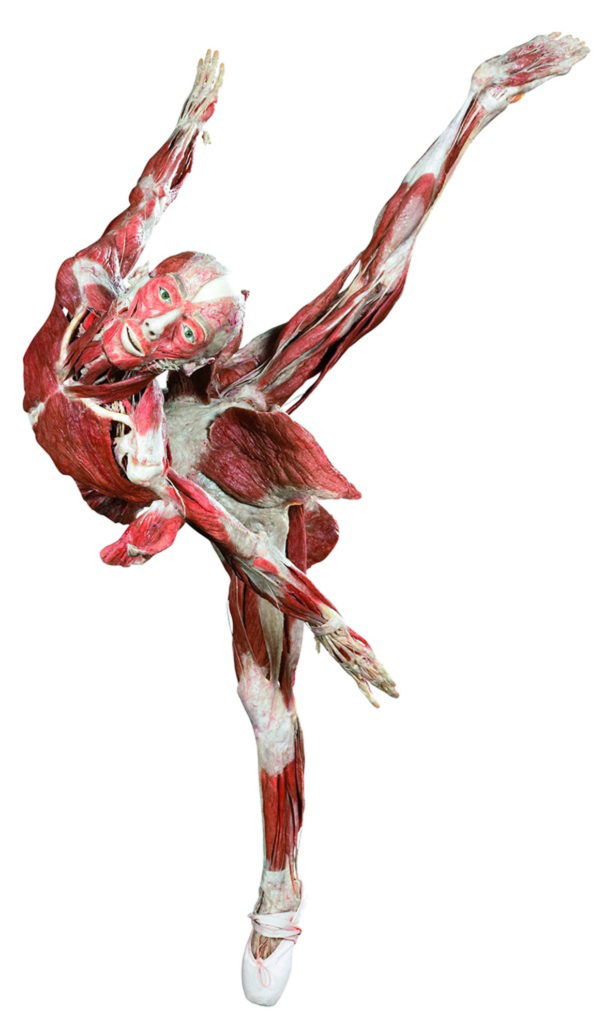 “Ballerina” from “Body Worlds. (Courtesy Museum of Science, Boston)