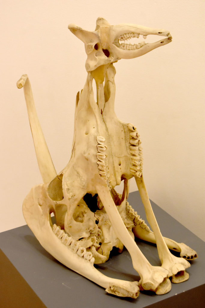 Joseph Wheelwright, "Dog," 1988, carved found animal bones including horse skull. (Gallery Kayafas)