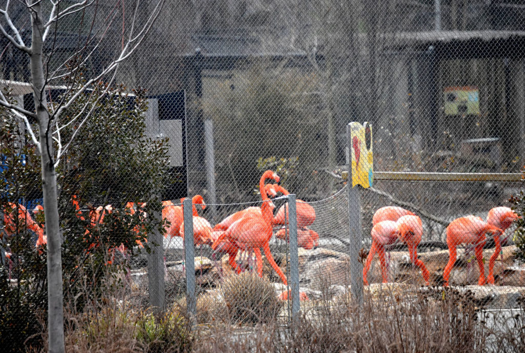 Flamingos at Stone Zoo in Stoneham, March 20, 2020. (Greg Cook photo)