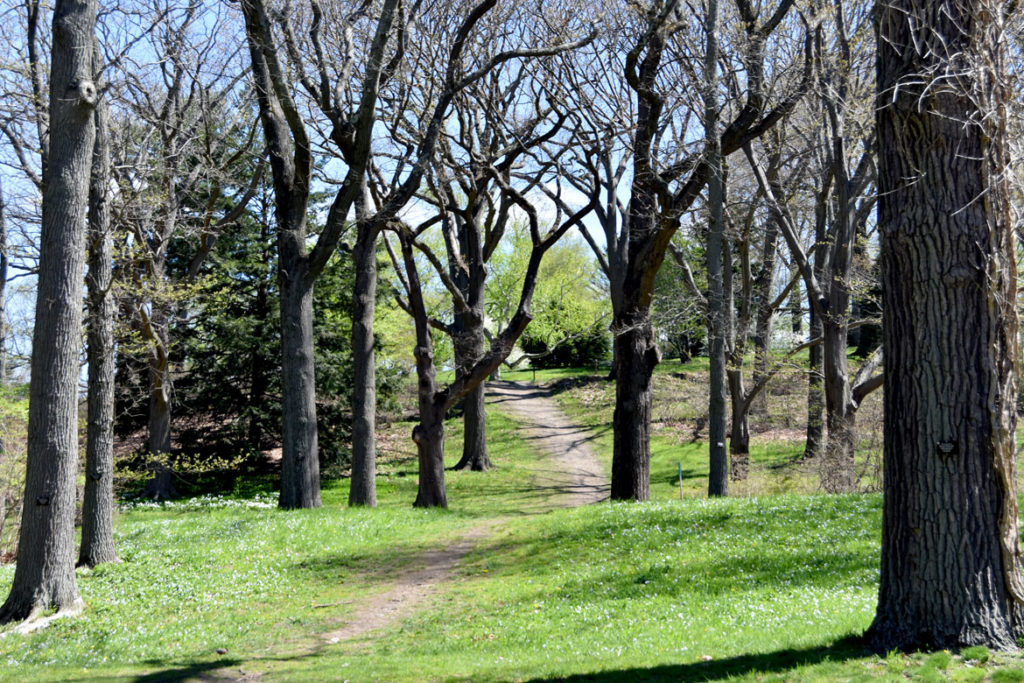 Arnold Arboretum, Boston, May 5, 2020. (Greg Cook photo)