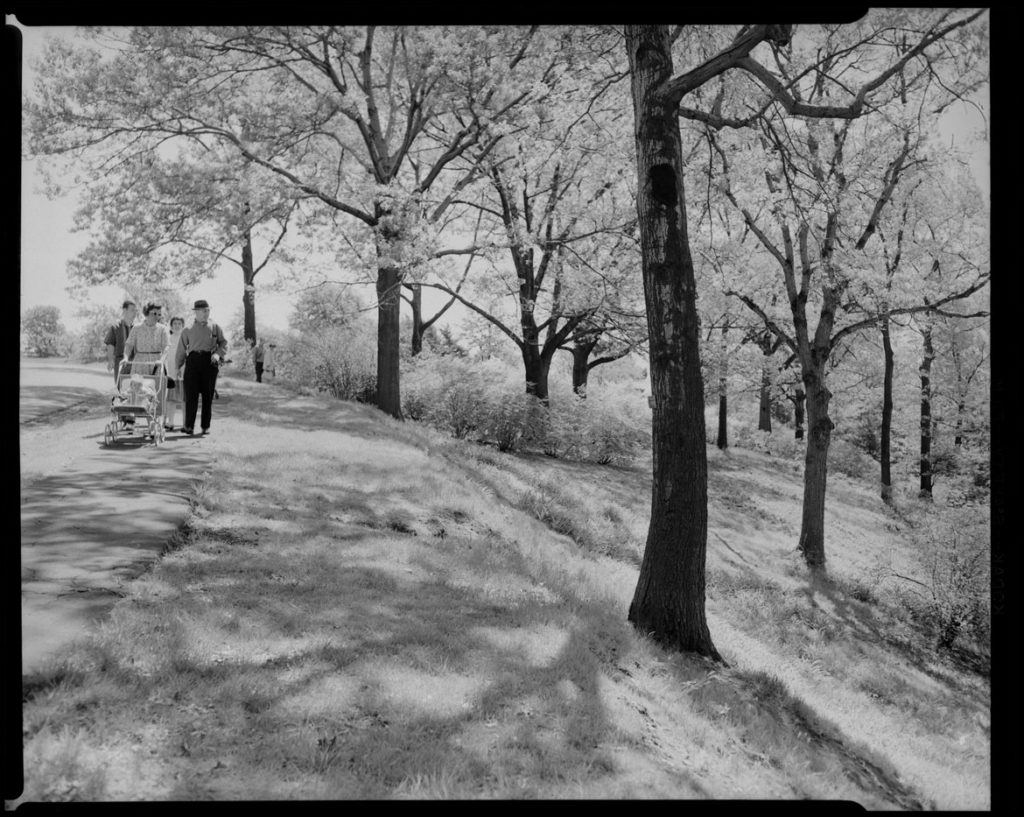 Leon Abdalian, "Arnold Arboretum," May 17, 1950. (Boston Public Library Arts Department)
