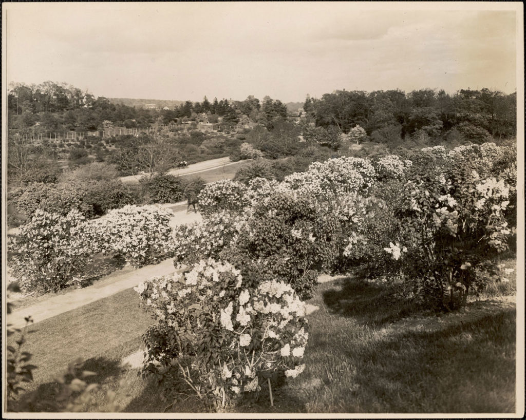 Leon Abdalian, "Bird's eye view of the lilacs, Arnold Arboretum," May 25, 1916. (Boston Public Library Arts Department)