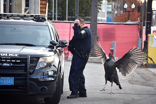 Turkey and police officer, Somerville Avenue at Central Street, Somerville, Nov. 6, 2020. (©Greg Cook photo 2020)
