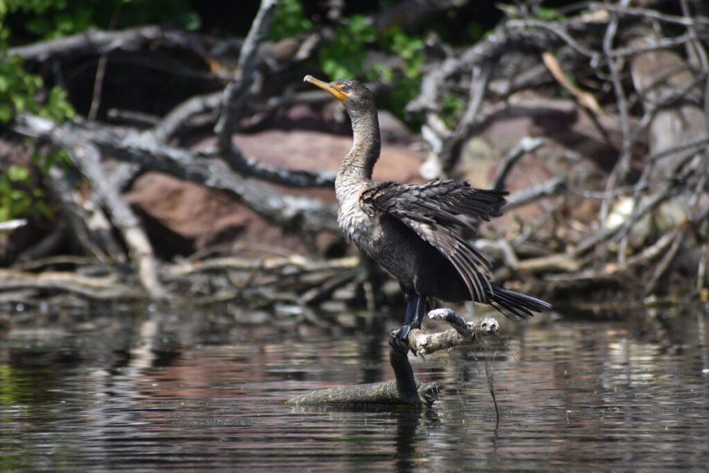 Cormorant along Mystic River, Medford, Aug. 15, 2021. (©Greg Cook photo)