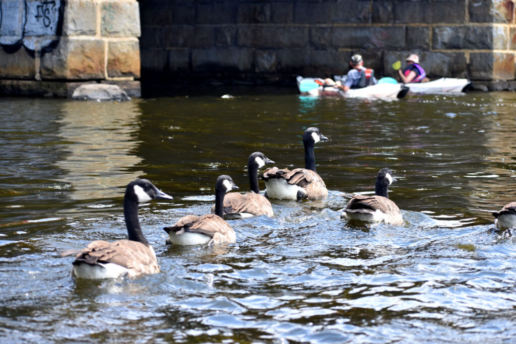 Canada geese at Route 28 bridge over Mystic River, Medford, Aug. 15, 2021. (©Greg Cook photo)