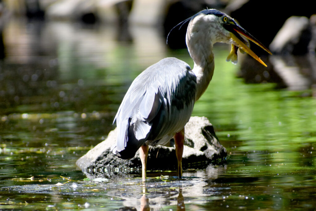 Heron catching fish along Mystic River, Medford, Aug. 15, 2021. (©Greg Cook photo)