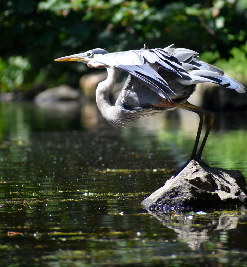 Heron preparing to fly along Mystic River, Medford, Aug. 15, 2021. (©Greg Cook photo)