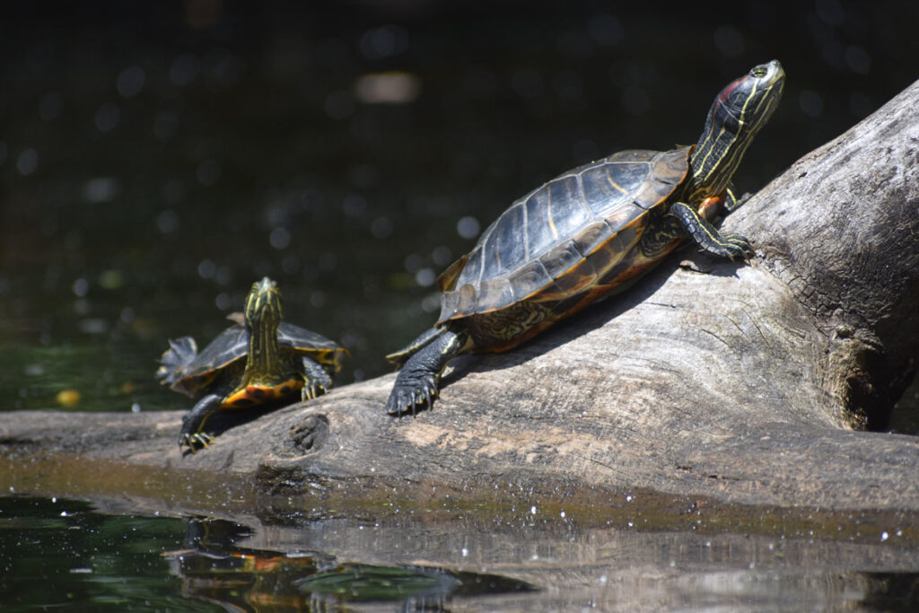 Painted turtles along Mystic River, Medford, Aug. 15, 2021. (©Greg Cook photo)