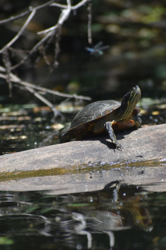 Painted turtle and dragonfly along Mystic River, Medford, Aug. 15, 2021. (©Greg Cook photo)