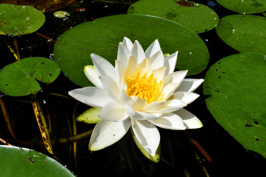 Water lily along Mystic River, Medford, Aug. 15, 2021. (©Greg Cook photo)
