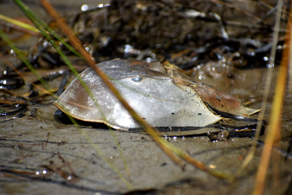 Horseshoe crab shell at Rumney Marsh, Saugus, Sept. 3, 2021. (©Greg Cook photo)