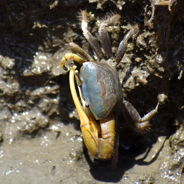 Fiddler crab at Rumney Marsh, Saugus, Sept. 3, 2021. (©Greg Cook photo)