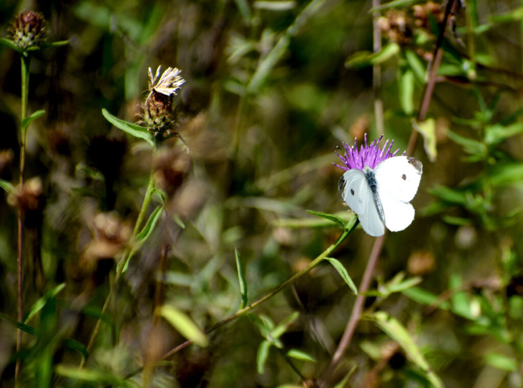 Butterfly at Rumney Marsh, Saugus, Sept. 3, 2021. (©Greg Cook photo)