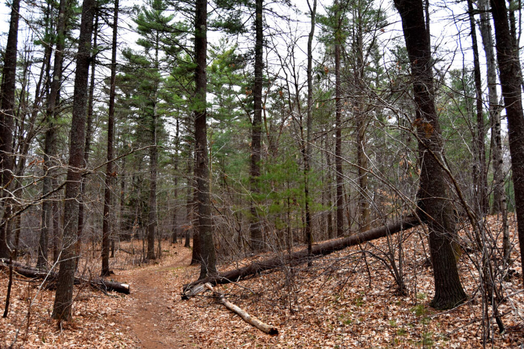 Willowdale State Forest, April 26, 2020. (©Greg Cook photo)