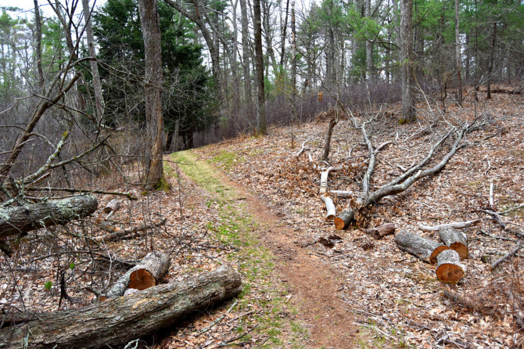 Willowdale State Forest, April 26, 2020. (©Greg Cook photo)