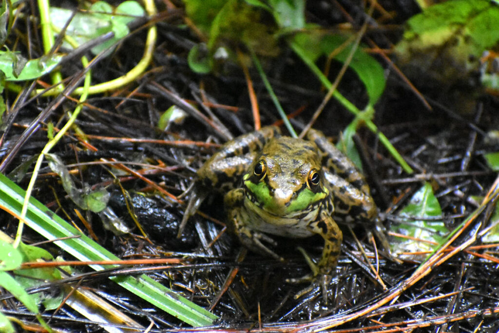 Frog at Willowdale State Forest, Sept. 18, 2021. (©Greg Cook photo)