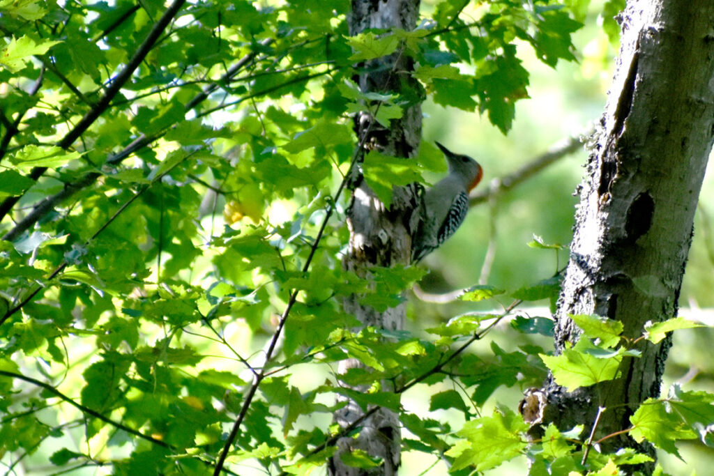 Red-bellied woodpecker at Willowdale State Forest, Sept. 18, 2021. (©Greg Cook photo)