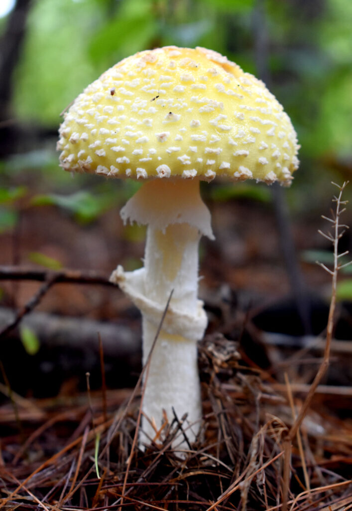 Mushroom at Willowdale State Forest, Sept. 18, 2021. (©Greg Cook photo)