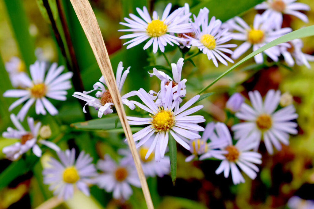 Asters at Willowdale State Forest, Sept. 18, 2021. (©Greg Cook photo)