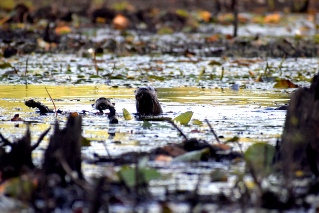 Otters at Willowdale State Forest, Sept. 19, 2021. (©Greg Cook photo)
