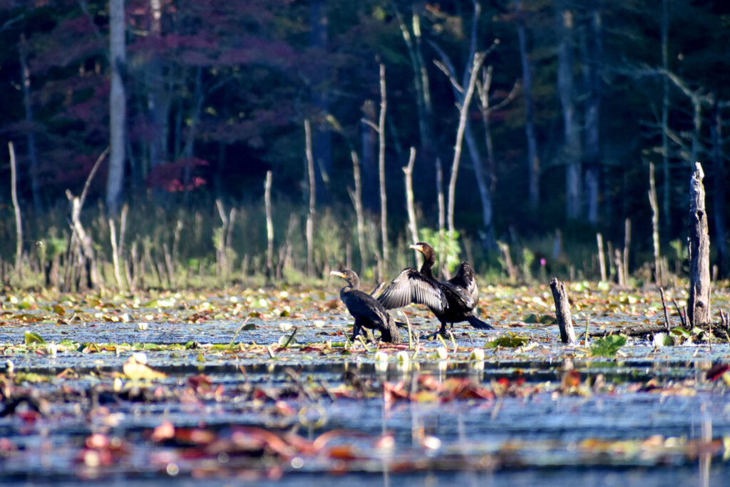 Cormorants at Willowdale State Forest, Sept. 19, 2021. (©Greg Cook photo)