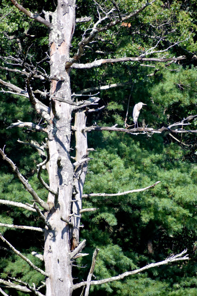 Heron at Willowdale State Forest, Sept. 19, 2021. (©Greg Cook photo)