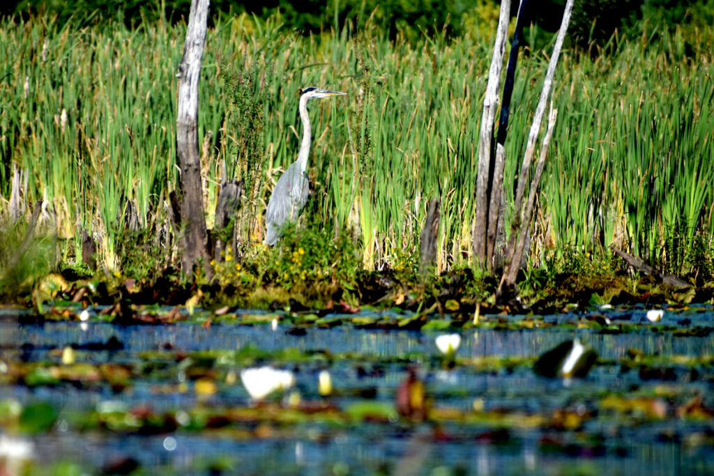 Heron at Willowdale State Forest, Sept. 19, 2021. (©Greg Cook photo)