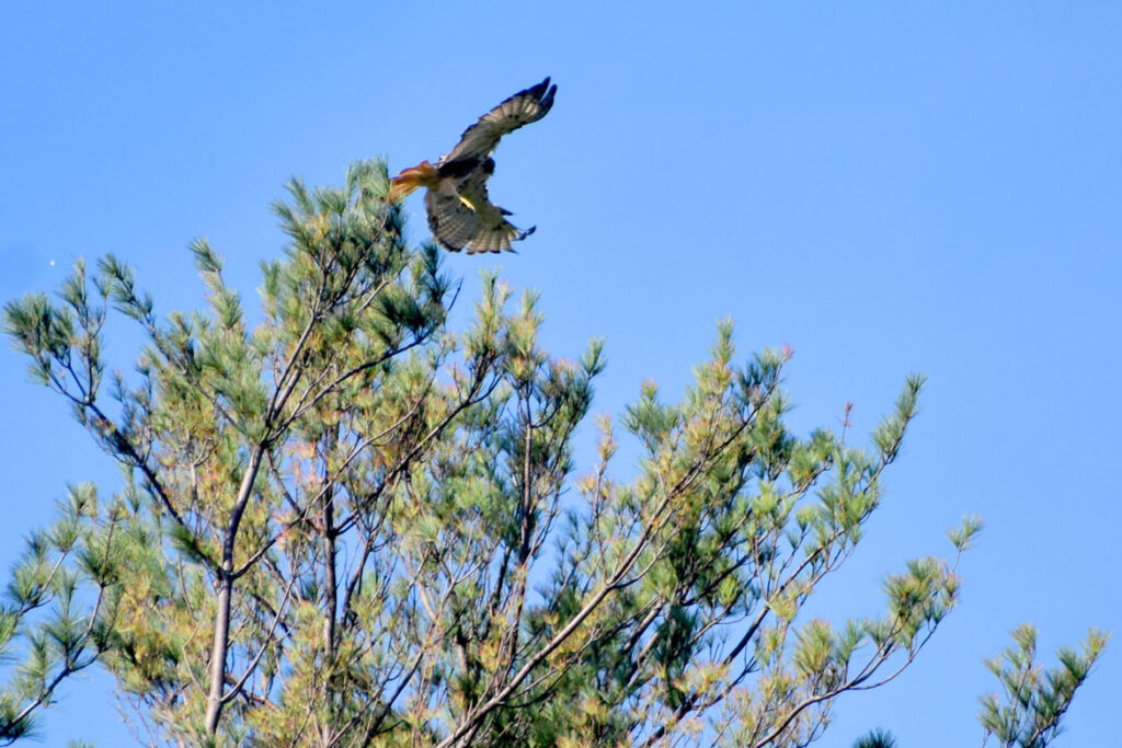 Hawk at Willowdale State Forest, Sept. 19, 2021. (©Greg Cook photo)
