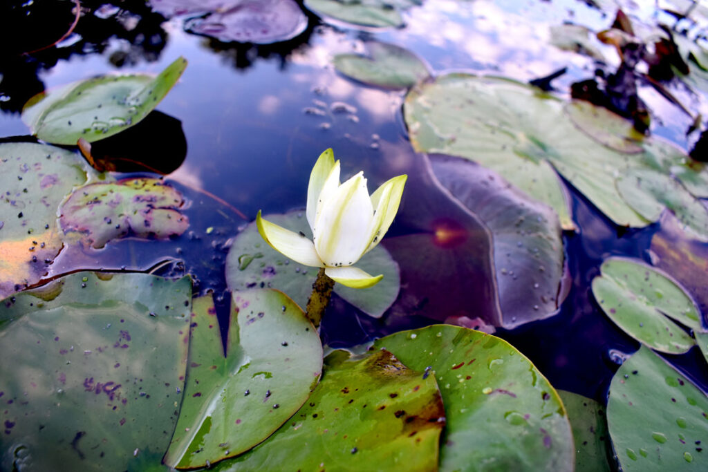 Water lily at Willowdale State Forest, Sept. 19, 2021. (©Greg Cook photo)