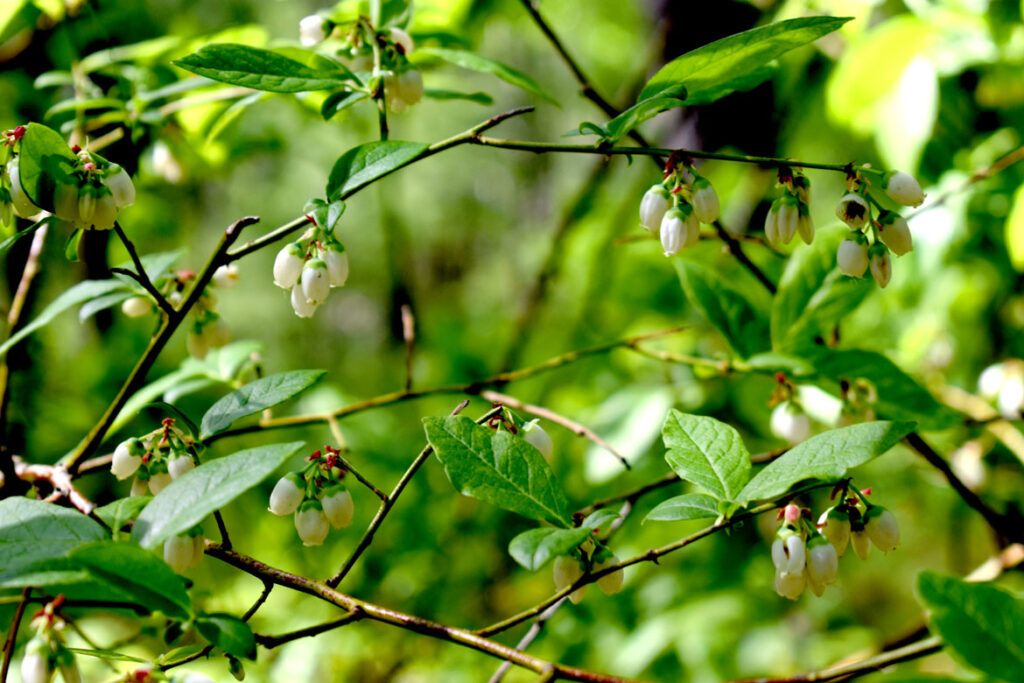 Blueberry bush at Willowdale State Forest, May 18, 2021. (©Greg Cook photo)