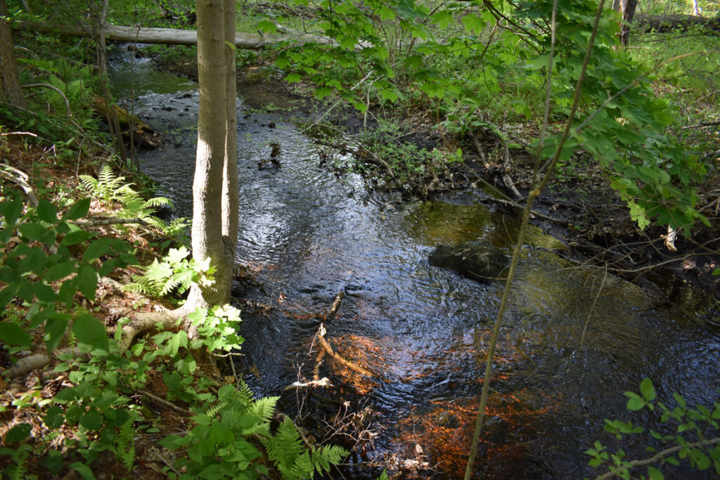 Willowdale State Forest, May 18, 2021. (©Greg Cook photo)