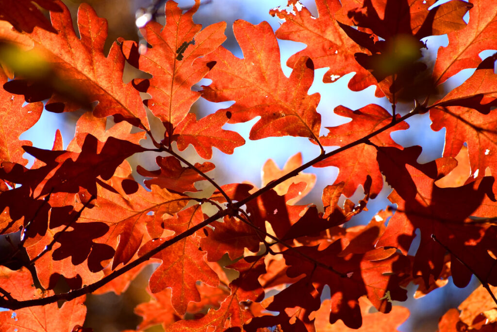 Oak leaves in Gloucester's Dogtown woods, Nov. 6, 2021. (©Greg Cook photo)