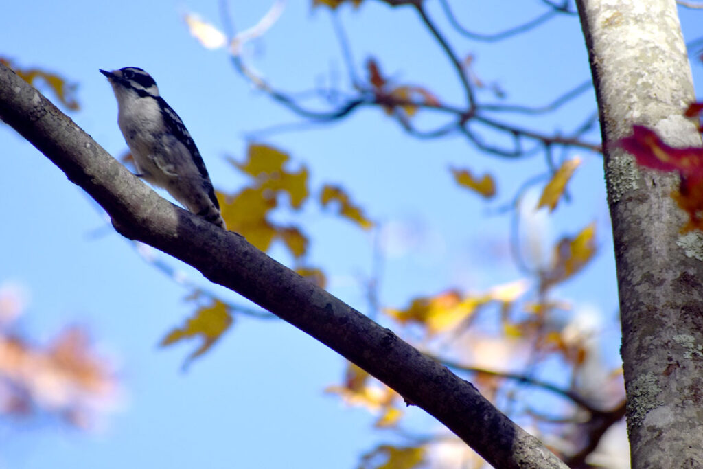 Woodpecker in Gloucester's Dogtown woods, Nov. 6, 2021. (©Greg Cook photo)