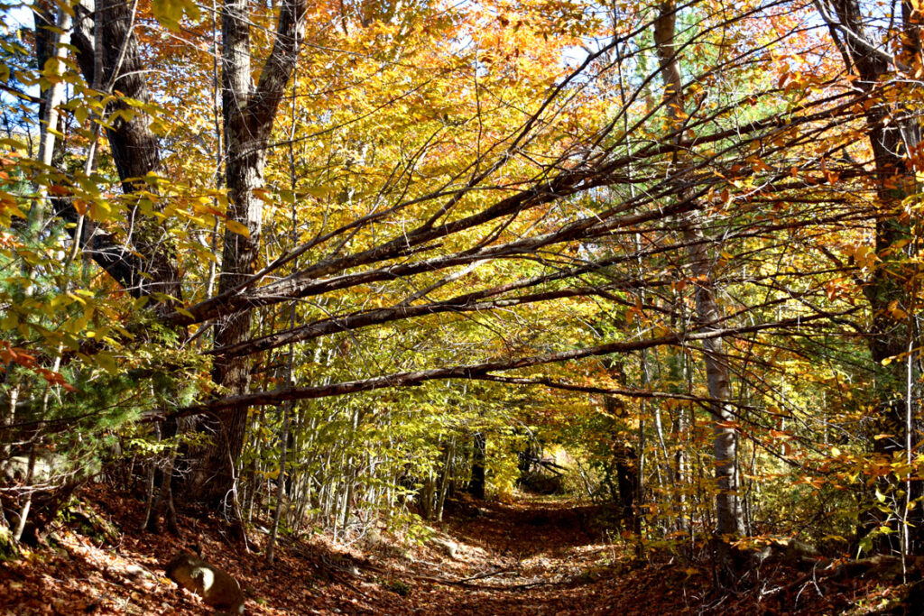 Path northeast to Route 127 through Gloucester's Dogtown woods, Nov. 6, 2021. (©Greg Cook photo)