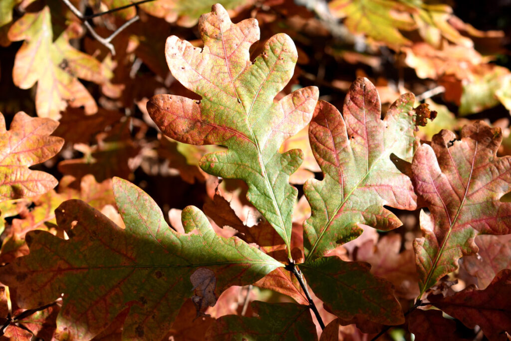 Oak leaves in Gloucester's Dogtown woods, Nov. 6, 2021. (©Greg Cook photo)