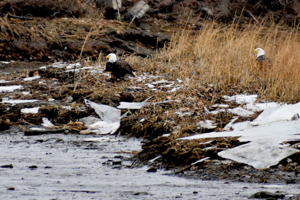 Bald eagles along Saugus River and Northern Strand Community Trail in Saugus, Jan. 28, 2022. (©Greg Cook photo)