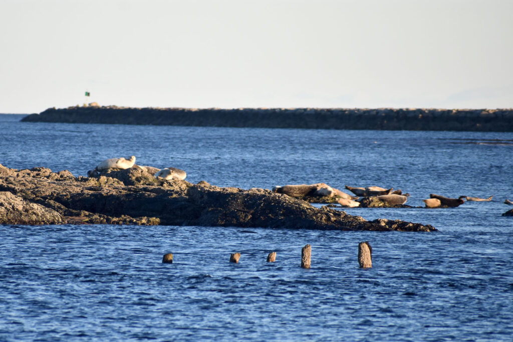Harbor seals hauled out on Badgers Rock at the mouth of the Merrimack River, just south of Salisbury Beach State Reservation, Dec. 14, 2021. (©Greg Cook photo)