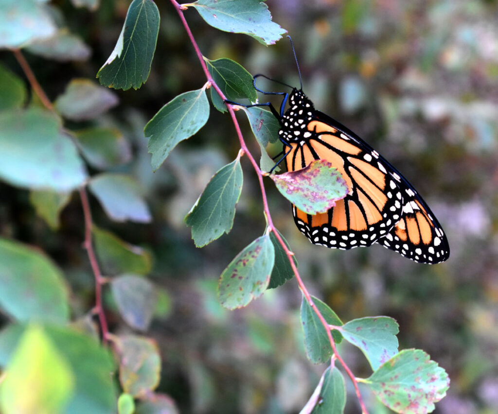 Monarch Butterfly. (©Jasper 2021)