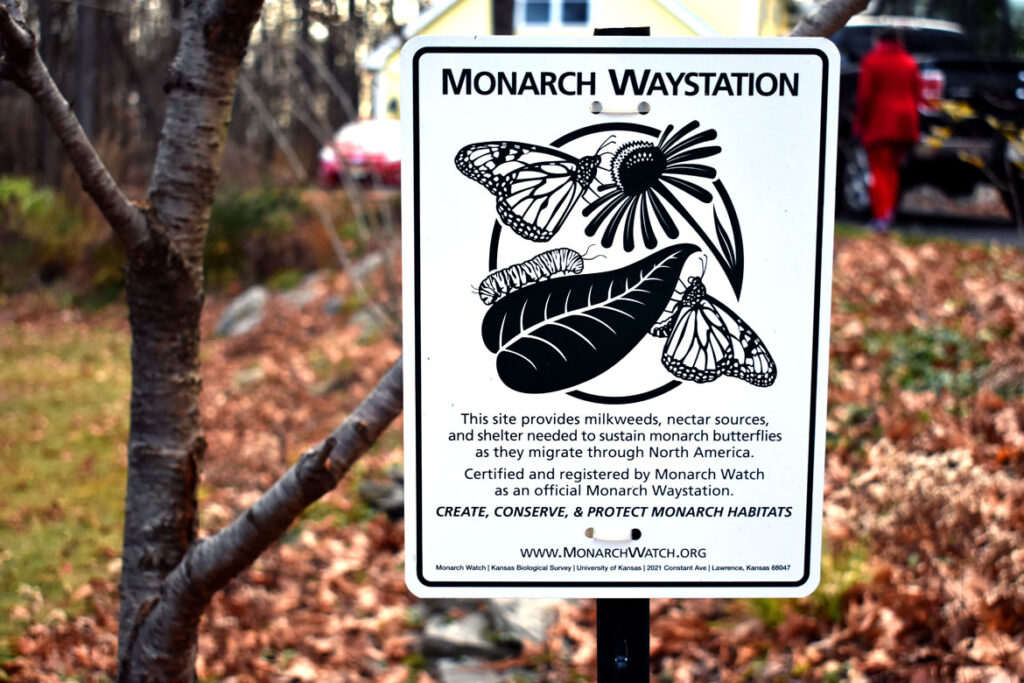 Monarch butterfly waystation in Pepperell, Massachusetts. (©Greg Cook photo 2021)