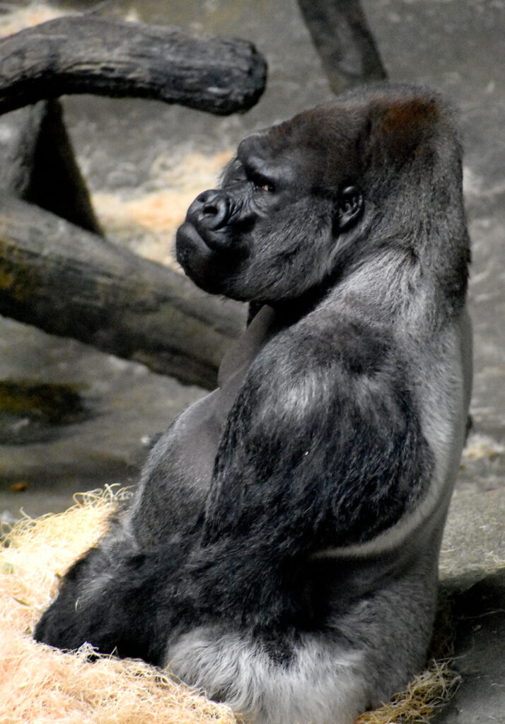Western lowland gorilla at Brookfield Zoo, Illinois, March 26, 2022. (©Greg Cook photo)