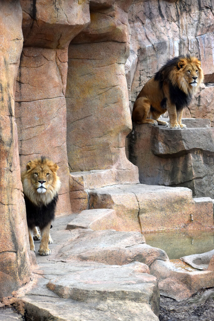 Lions at Brookfield Zoo, Illinois, March 26, 2022. (©Greg Cook photo)s